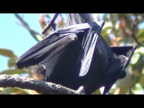 لحظات ولادة الخفاش