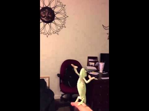 شاهد حرباء تعشق اللعب بفقاقيع الصابون