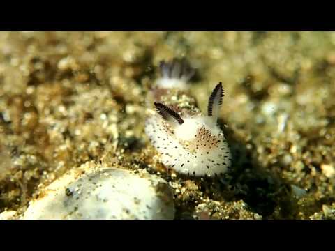 بالفيديو أرانب البحر يوجد منها 27 نوعًا في اليابان