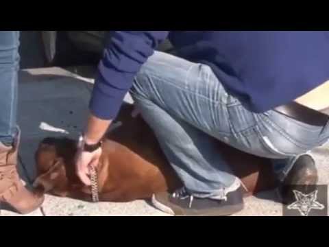 بالفيديو كلب يلتقط أنفاسه الأخيرة بعد نسيانه لساعات فى سيارة