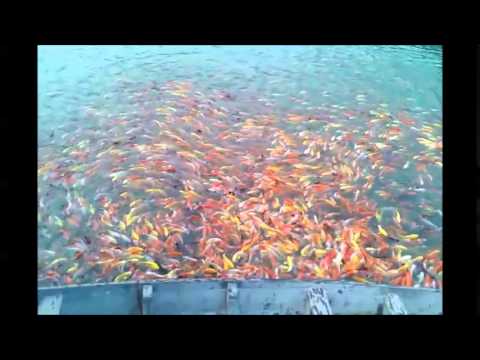 شاهد أسراب من الأسماك الملونة تشكل مناظر رائعة