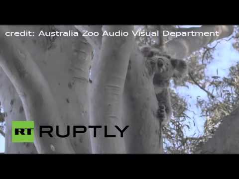 بالفيديو الكوالا وابنها يعودان إلى الحياة البرية بعد حادث اصطدام