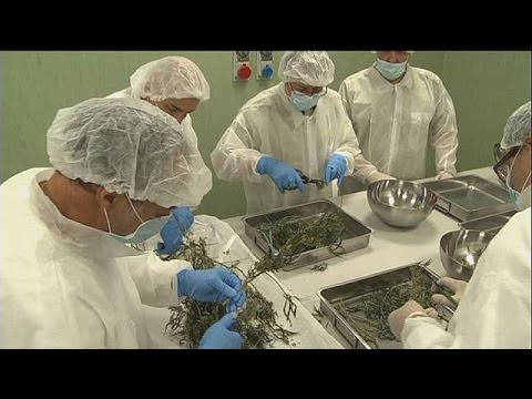 قنب محلي في إيطاليا للتخفيف من آلام المرضى