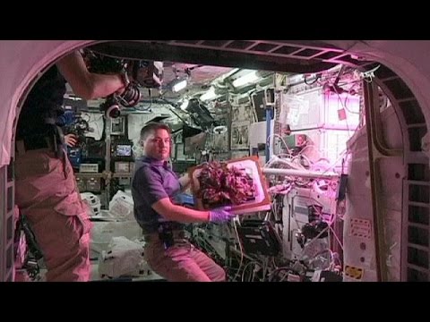 شاهد رواد فضاء يتناولون أول نبات ينمو في الفضاء