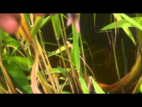 شاهد فاعل خير يقدم وجبات طازجة لضفادع البحيرة