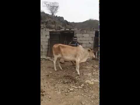 شاهد بقرة تنتقم من شاب يمني أراد ركوبها رغمًا عنها