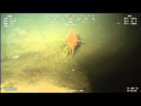 شاهد العثور على وحش السباغيتي الطائر في المحيط الأطلنطي