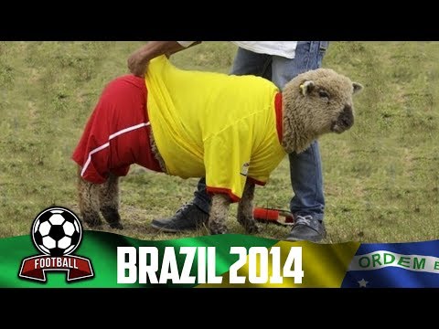 مباراة في كرة القدم بين خراف البرازيل وكولومبيا