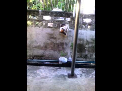 شاهد كلب غريب يختصر المسافات بعصر جسده في جدار