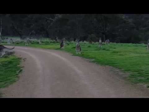 شاهد عشرات الكنجارو تتسمر على قارعة الطريق لتحية درّاج