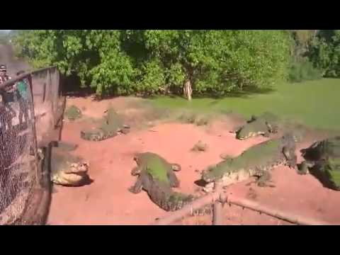 شاهد تمساح يأكل يد زميله ويبلعها عن طريق الخطأ