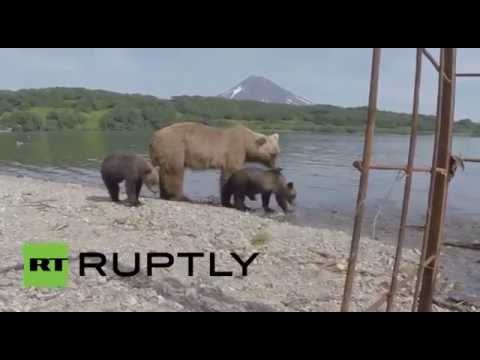 مصور يحبس نفسه داخل قفص لالتقاط صور عن قرب لحياة الدببة البرية