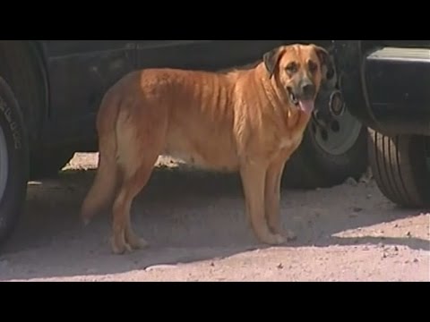 شاهد كلبة حامل تنقذ حياة طفل بإرضاعه