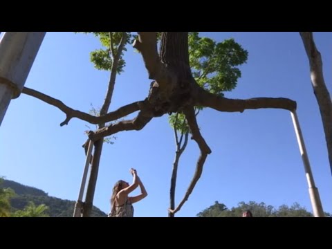 شاهد الأشجار المعلقة التي لم ترها من قبل