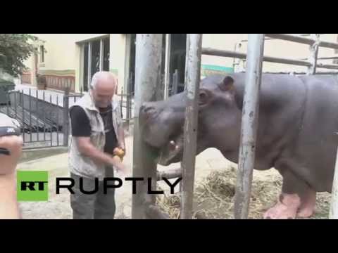 شاهد إعادة افتتاح حديقة حيوان في جورجيا دمرتها الفيضانات