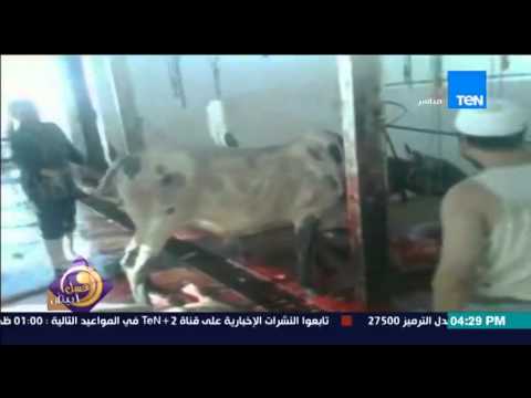 شاهد جزار يذبح عجلًا على أغنية بشويش عليا