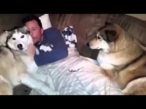 شاهد أكثر كلبة غيورة في العالم كله