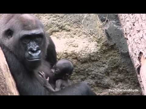 غوريلا ترفض التخلى عن ابنتها الميتة