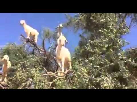 شاهد قطيع ماعز يقف على شجرة