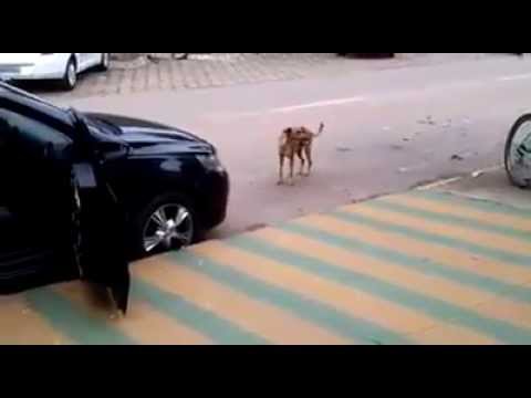 بالفيديو كلب يرقص على الموسيقى بطريقة مذهلة