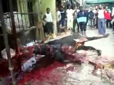 بالفيديو جزارون يعذبون عجلًا قبل ذبحه