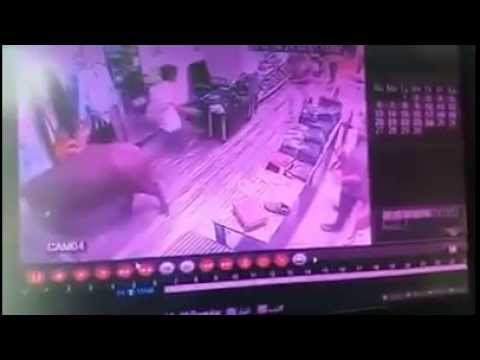 شاهد عجل هارب يقتحم محل ملابس في القاهرة