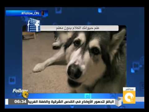 علم حيوانك الكلام بدون معلم