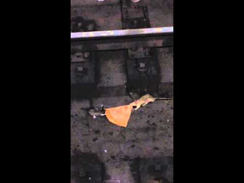 شاهد فأران يتصارعان على قطعة بيتزا في محطة مترو