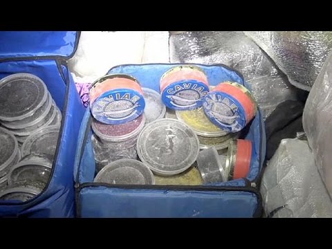 شاهد ضبط نصف طن من الكافيار في عربة للموتى