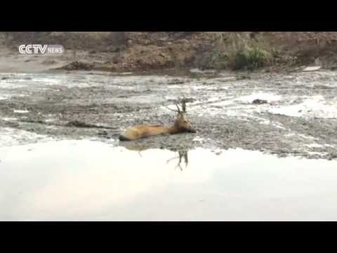 شاهد إنقاذ أيل غرق في الأوحال