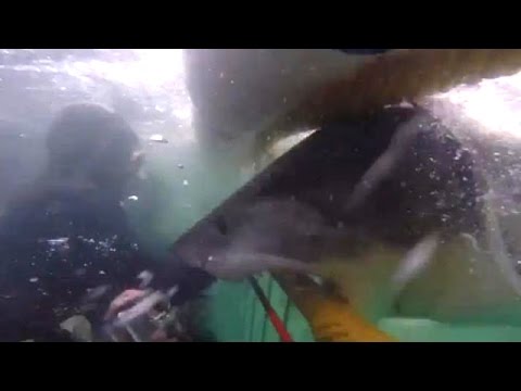 شاهد قرش ينطلق كالقذيفة نحو غواص في جنوب أفريقيا