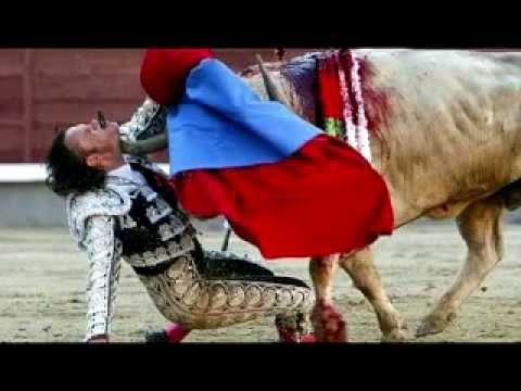 شاهد بالفيديو أخطر هجمات الثيران على البشر