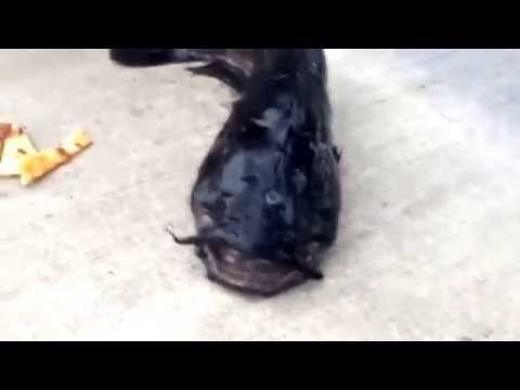 شاهد العثور على قرموط بـ 3 عيون في نيويورك