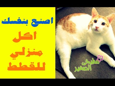 بالفيديو اصنع بنفسك أكل منزلي للقطط