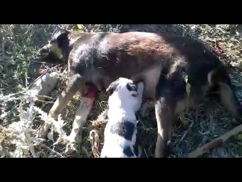 فيديو مشهد محزن لجرو يرضع من أمه المقتولة