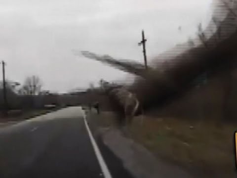 “غزالة” تطير فى الهواء بعد أن صدمتها سيارة بأمريكا