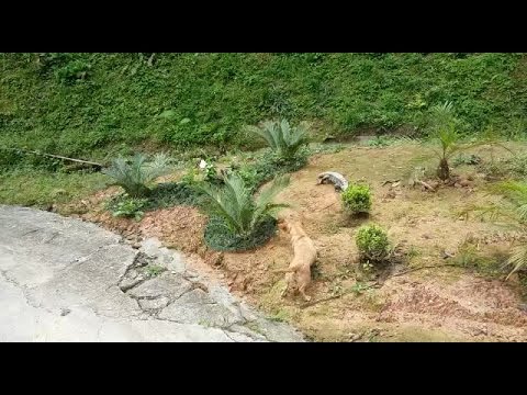 بالفيديو  سحلية تُثير ذعر كلب وتستفزه للمشاجرة معه