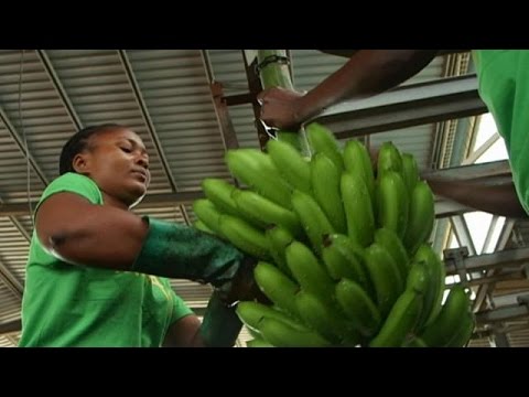 شاهد الموز الذهب الأخضر في أنغولا