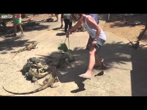 شاهد امرأة لا تخشى السحالي وتركض رعبا من بطة