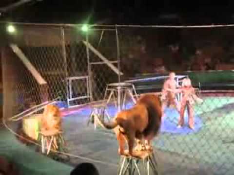 فيديو 6 أسود يهاجمون مدربهم ويأكلونه