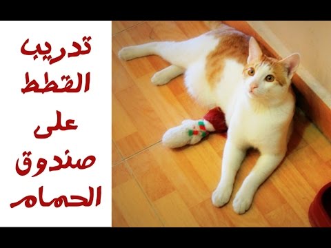 تدريب القطط المنزلية على صندوق الحمام