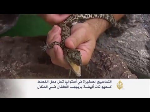 فيديوالتماسيح الوليدة تحل محل الحيوانات الأليفة