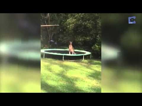 كانجارو يقع ضحية لعبة سوستة