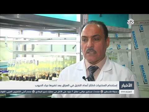 بالفيديو استخدام المختبرات لإكثار أعداد النخيل في العراق