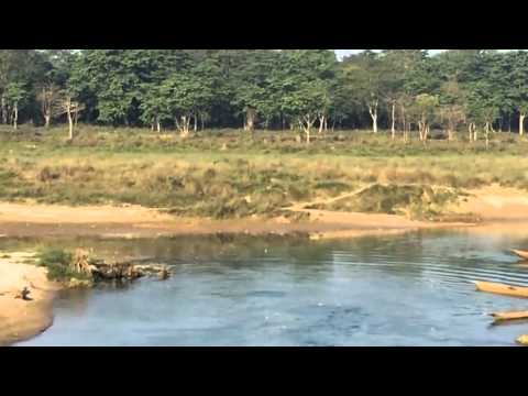 شاهد تمساح يصطاد كلبًا في هدوء