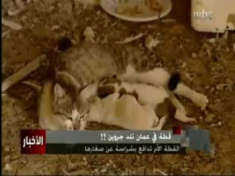 فيديو قطة تلد كلبين