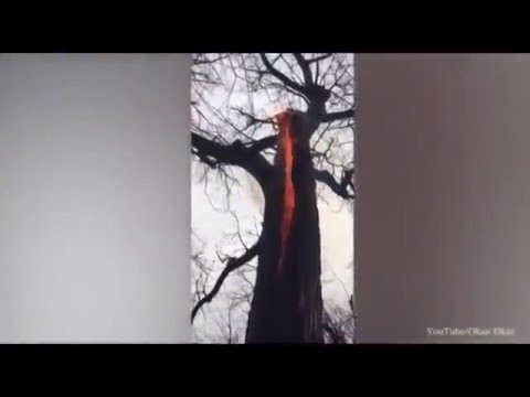 شاهد الشجرة الشيطان تحترق من الداخل