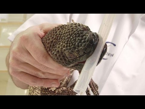 بالفيديو سم الأفعى دواء جديد لداء السكري