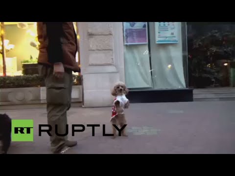 الكلبةباربي تحاول المشي تماما كالبشر