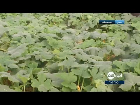 الزراعة في البيوت البلاستيكية كسر جديد لحصار الغوطة